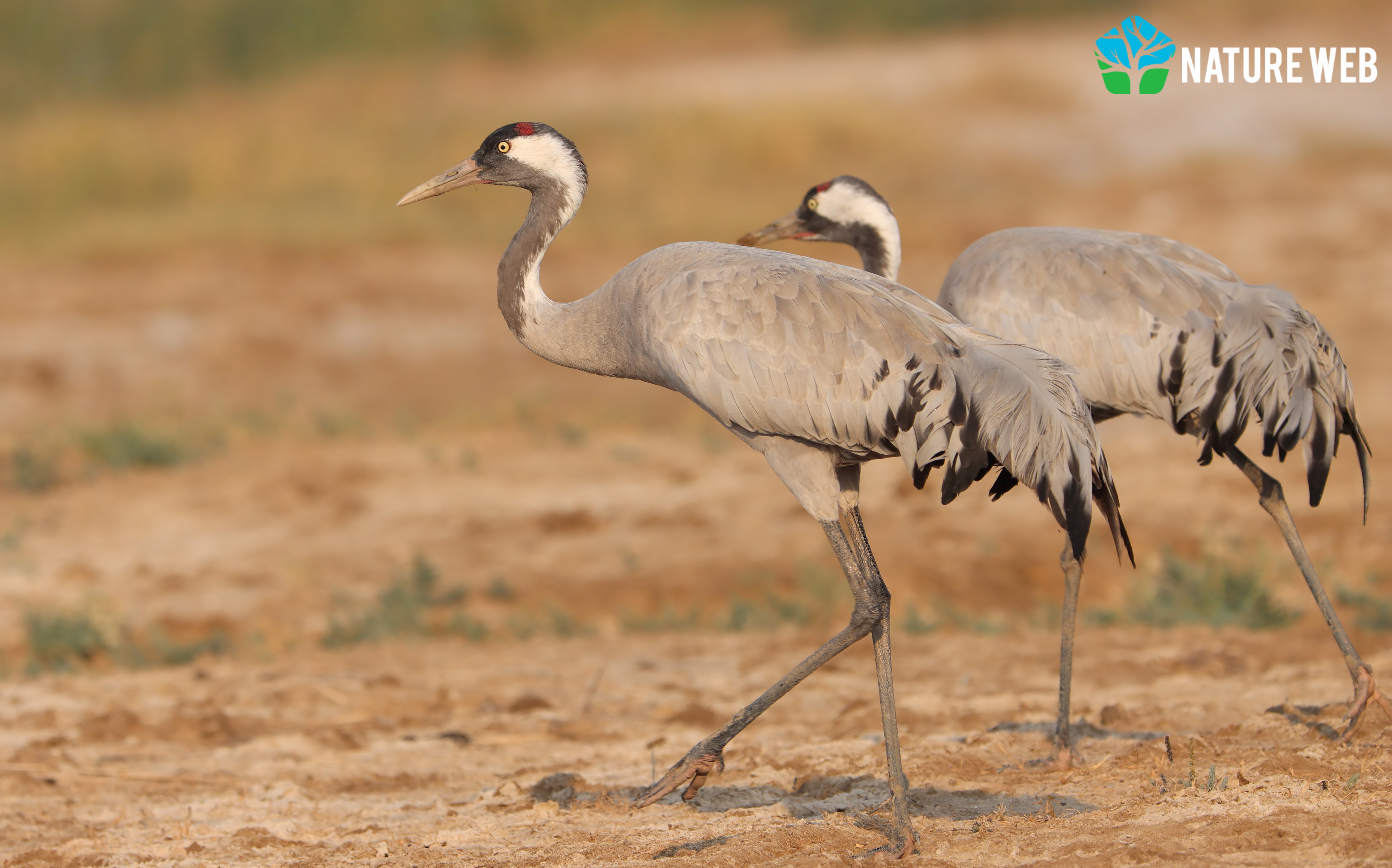 Common Crane